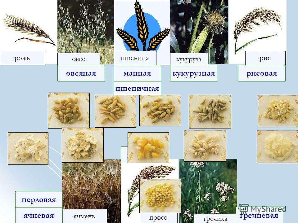 Овес группа растений. Пшеница, рожь, рис, овес, кукуруза, ячмень, просо,. Хлебные злаковые культуры таблица. Культурные злаки. Зерновые культуры для дошкольников.