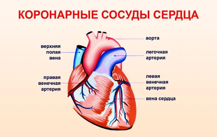 Строение коронарных артерий сердца. Коронарные артерии венечные вены. Кровеносные сосуды сердца анатомия. Коронарные сосуды сердца. Насколько сердце