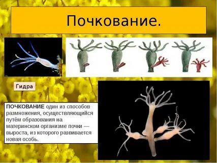 Гидра размножается половым способом