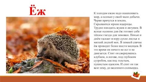 Ежик осенью стих