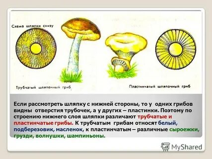 Нижний слой шляпки гриба