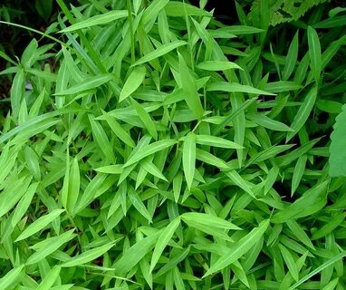 Local plant
