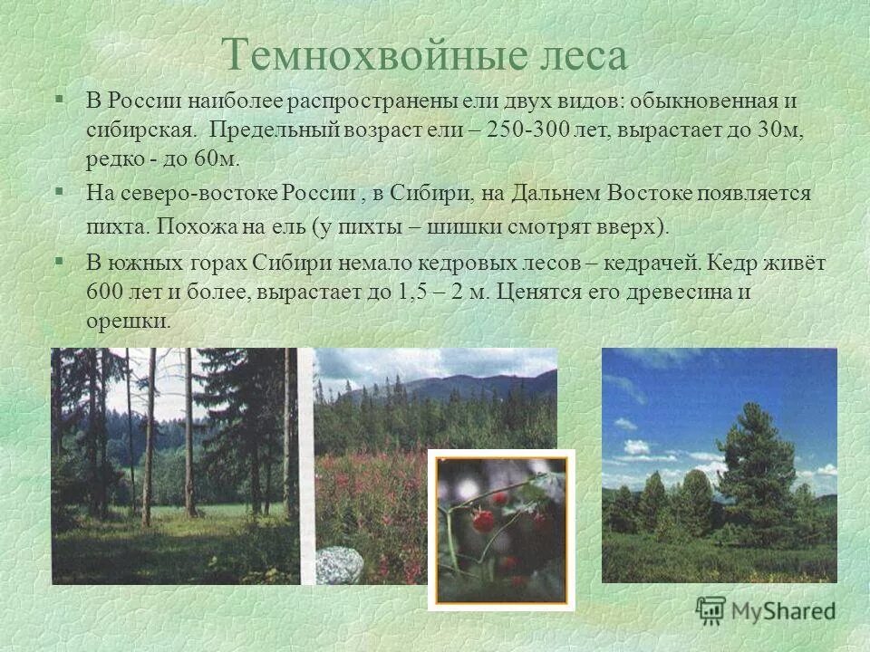 зона лесов россии. географическое положение зоны широколиственных лесов в россии. зона смешанных и широколиственных лесов на карте россии. природные зоны смешанные. климо.