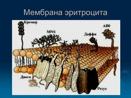 Мембрана эритроцитов