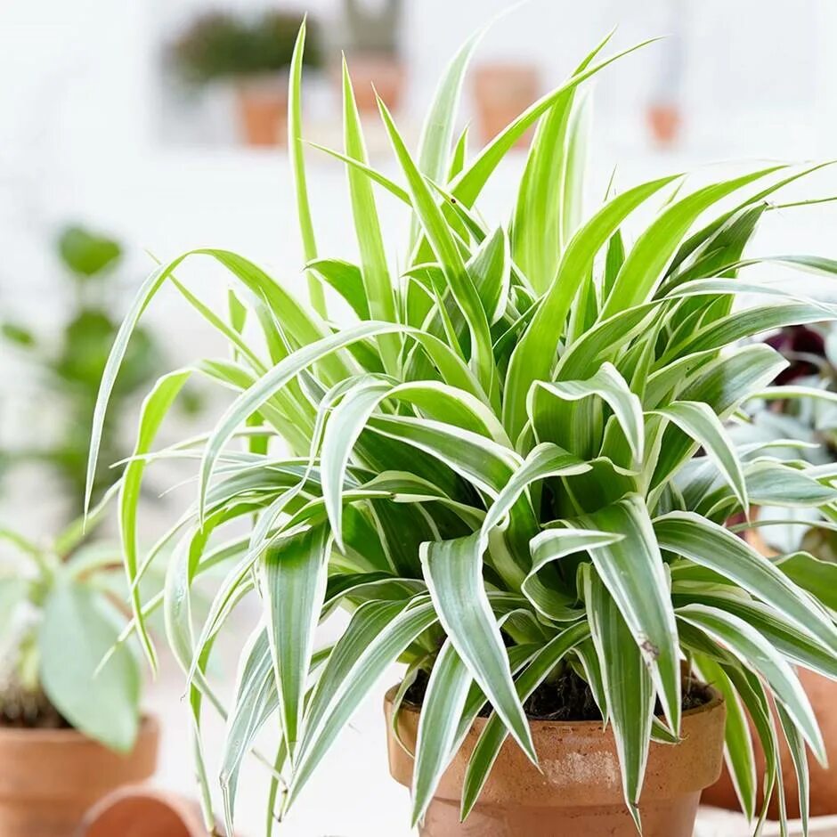 Как часто поливать хлорофитум. Хлорофитум хохлатый chlorophytum comosum. хлорофитум оушен. хлорофитум вариегата. хлорофитум оушен бамбино.