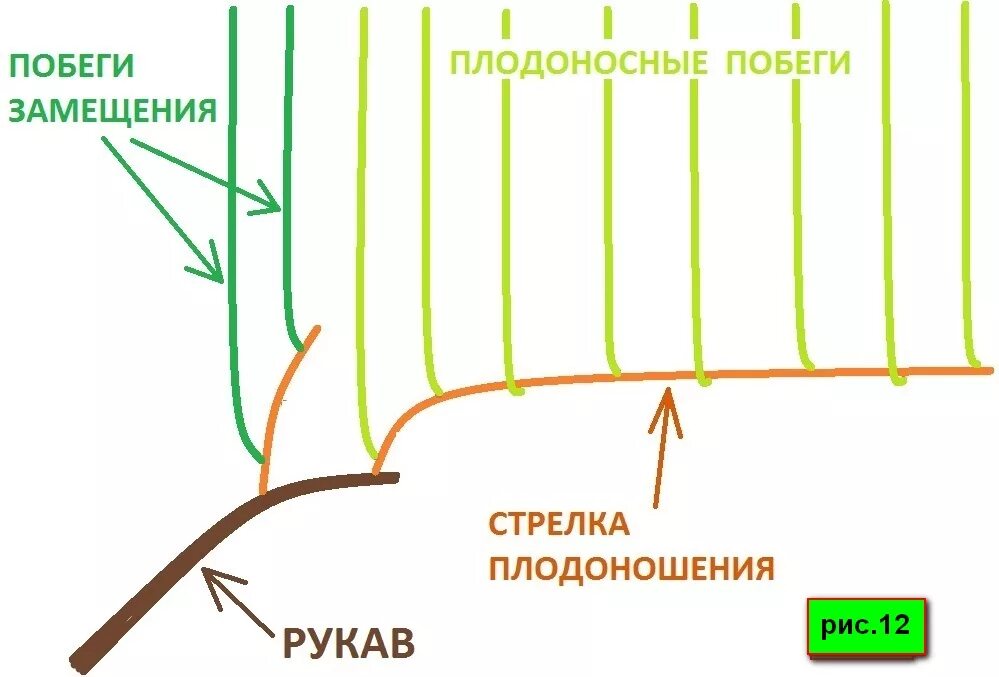 Что такое плодоношение