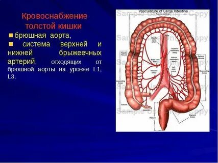 Кровоснабжение ободочной кишки