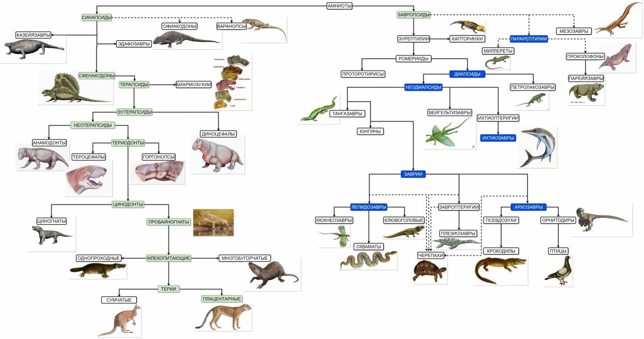 Эволюционное Древо амниот. Систематика амниот. Эволюционное Древо синапсид. Схема эволюции синапсид.