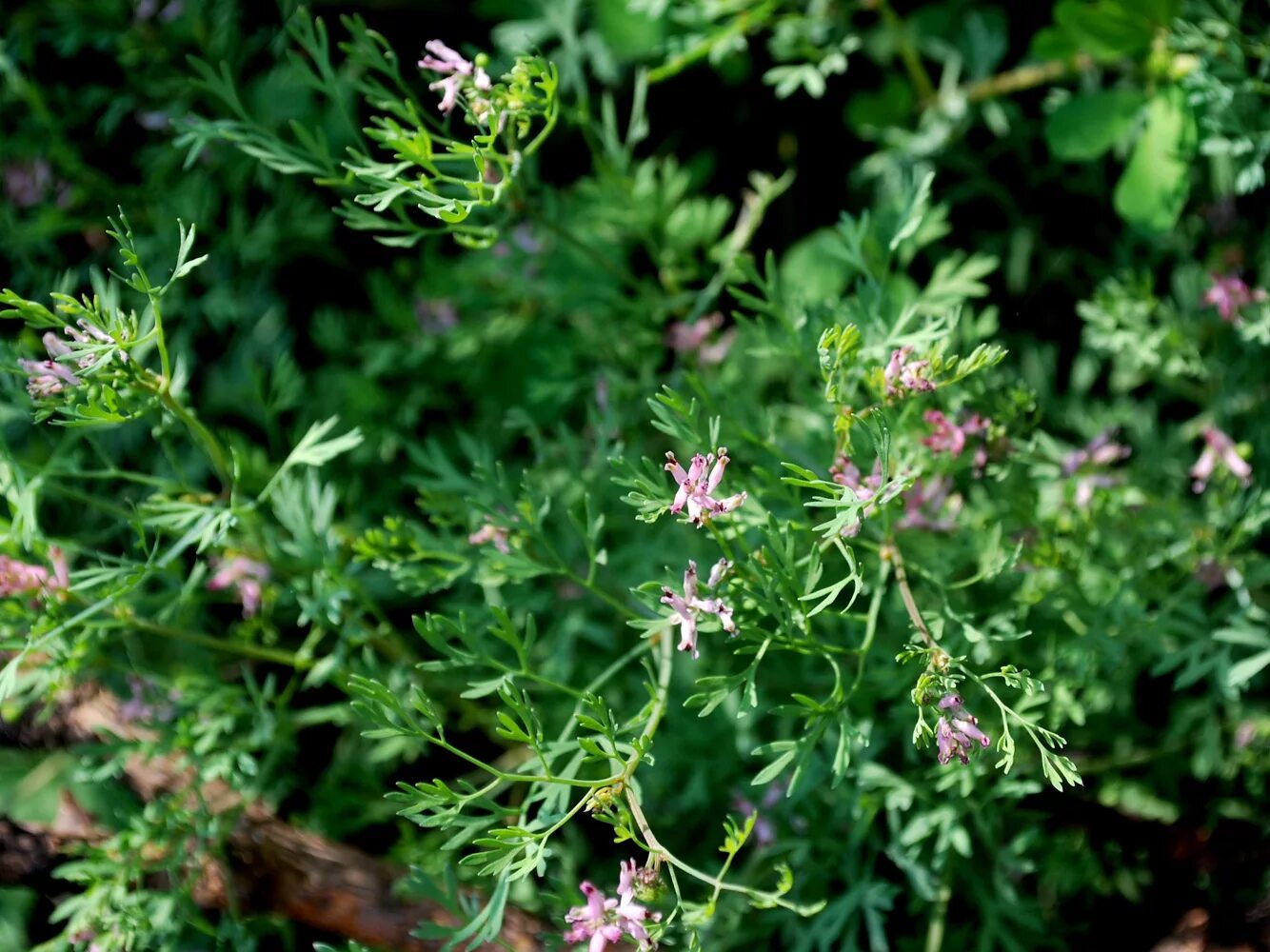 Узбекская трава. Дымянка аптечная (fumaria officinalis). Дымянка Козья. Оленья трава Узбекистан. Дымянка Вайана (fumaria vaillantii.