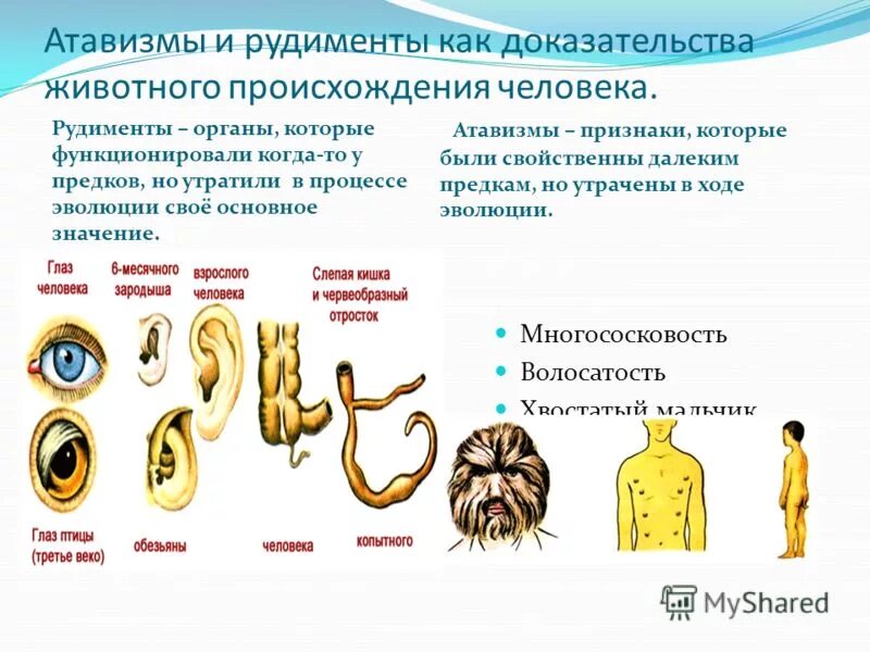 Каким образом рудименты и атавизмы доказывают. Наличие у человека рудиментов и атавизмов. Система органов рудименты и атавизмы таблицы. Рудименты и атавизмы человека таблица. Атавизмы и рудименты схема.