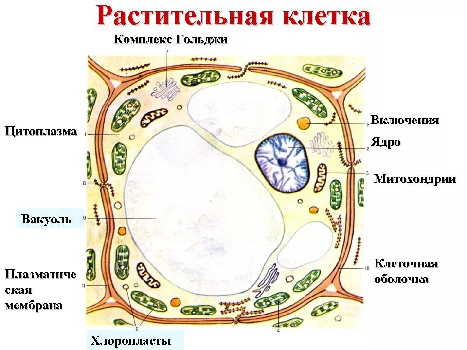 Движение цитоплазмы 10 класс