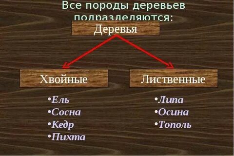 Систематика дерева