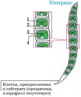 Гаметофит улотрикса это