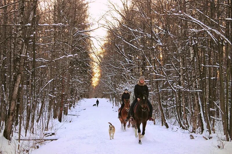 КСК Волшебный лес Лосиный остров. Конный двор Лосиный остров. Конный центр Лосиный остров. Конный центр Лосиный остров, Мытищи. Конюшня остров