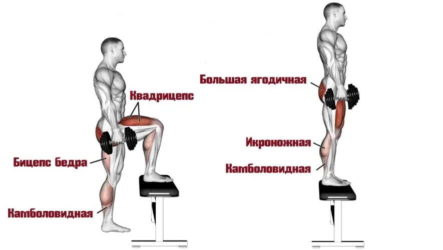 Зашагивания с гантелями мышцы. Зашагивание на платформу с гантелями. Защагиапния с гантелями мышцы. Зашагивания на платформу какие мышцы.