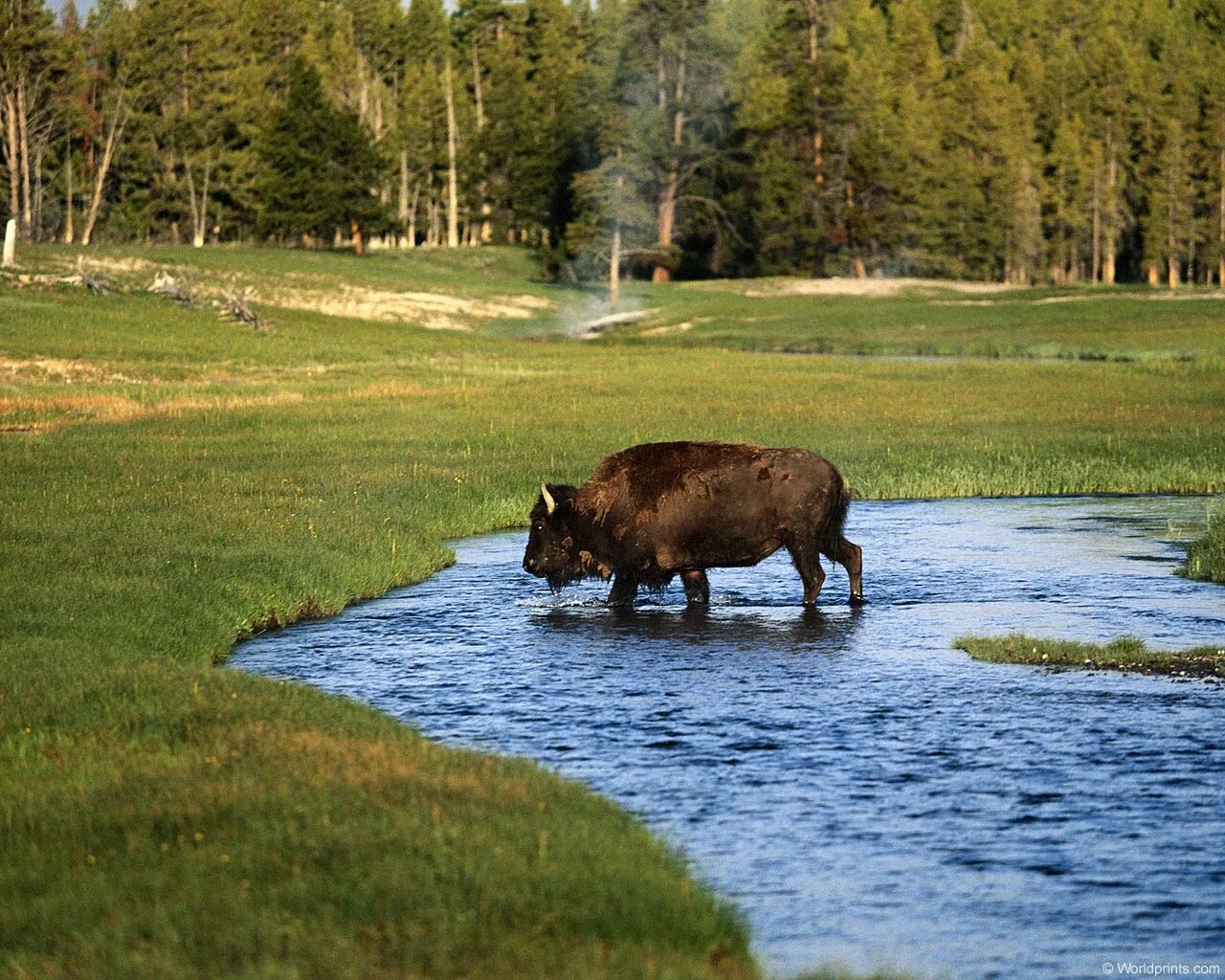 Us wildlife. Беловежская пуща зубры. Национальный парк Вуд-Баффало Канада. Национальный парк Вуд-Баффало животные. Равнинный Бизон Вуд Баффало.