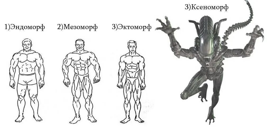 Кто такой эктоморф и мезоморф. Типы эктоморф мезоморф эндоморф. Типы фигур эктоморф эндоморф мезоморф. Строение тела мезоморф эктоморф. Эктоморф мезоморф и эндоморф Шелдон.