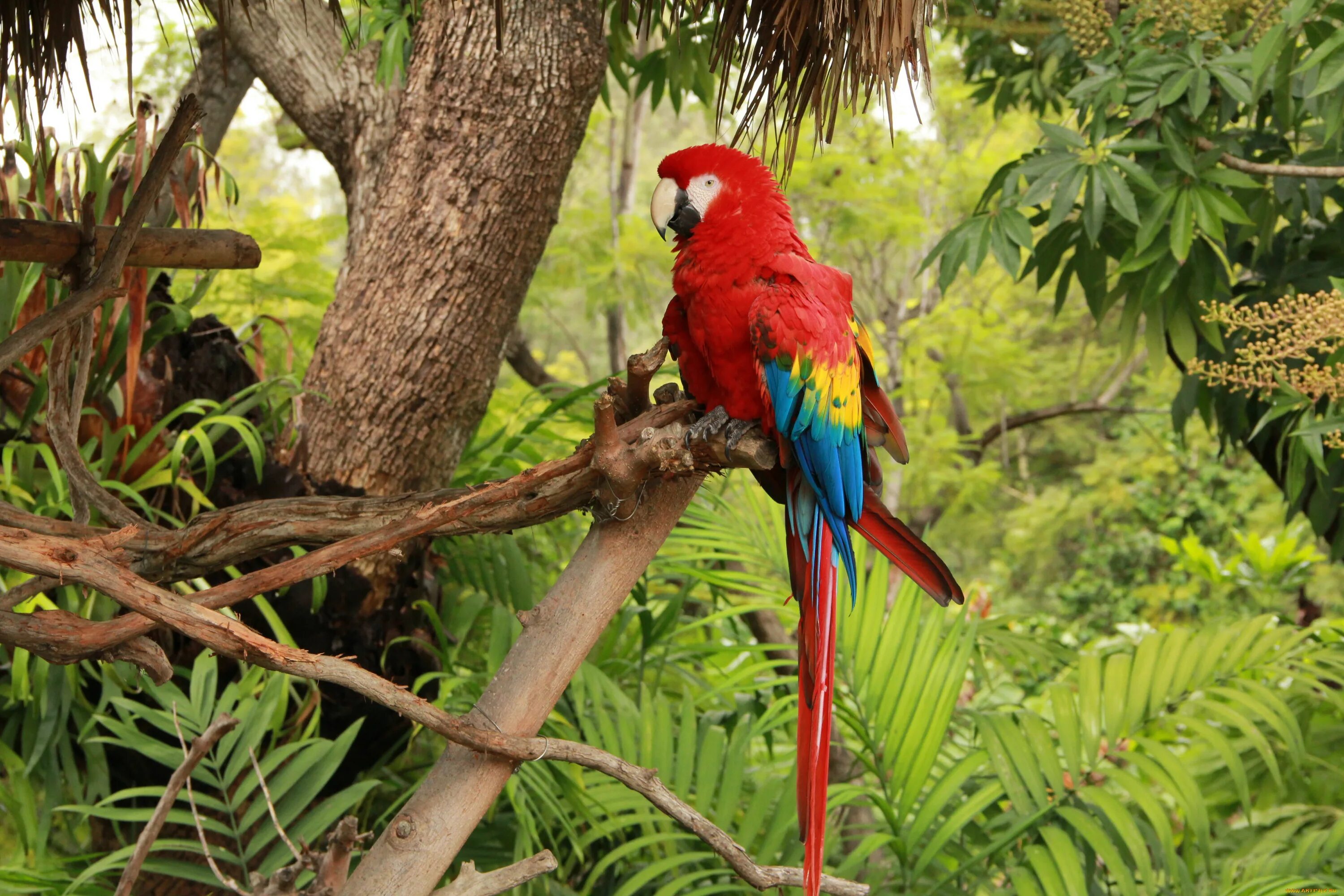 Сельва Амазон птица. Сельва попугай ара. Тропикал Рейнфорест. Амазонский попугаи Южной Америки.