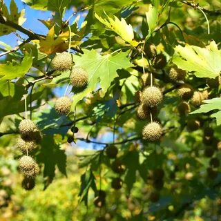 Платан компонент