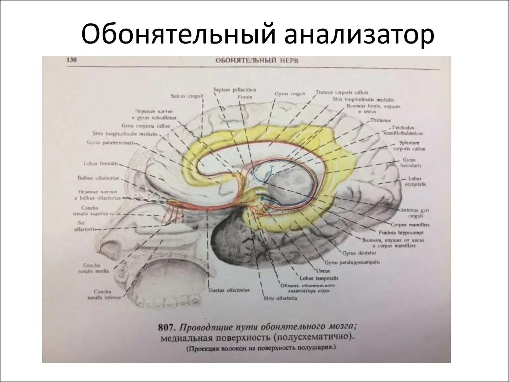 Проводящий путь обонятельного нерва схема. Обонятельный нерв схема пути. Обонятельный анализатор анатомия нервы. Проводящие пути обонятельного анализатора схема. Обонятельный нерв отдел анализатора