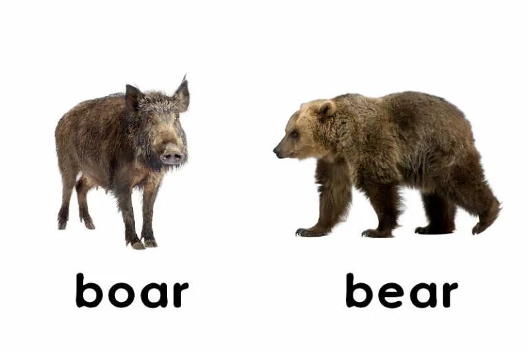 Bear bore born перевод на русский. Bear перевод. Bear Bore borne транскрипции. Bear Bore born перевод. Bear Bore born картинка на глагол.