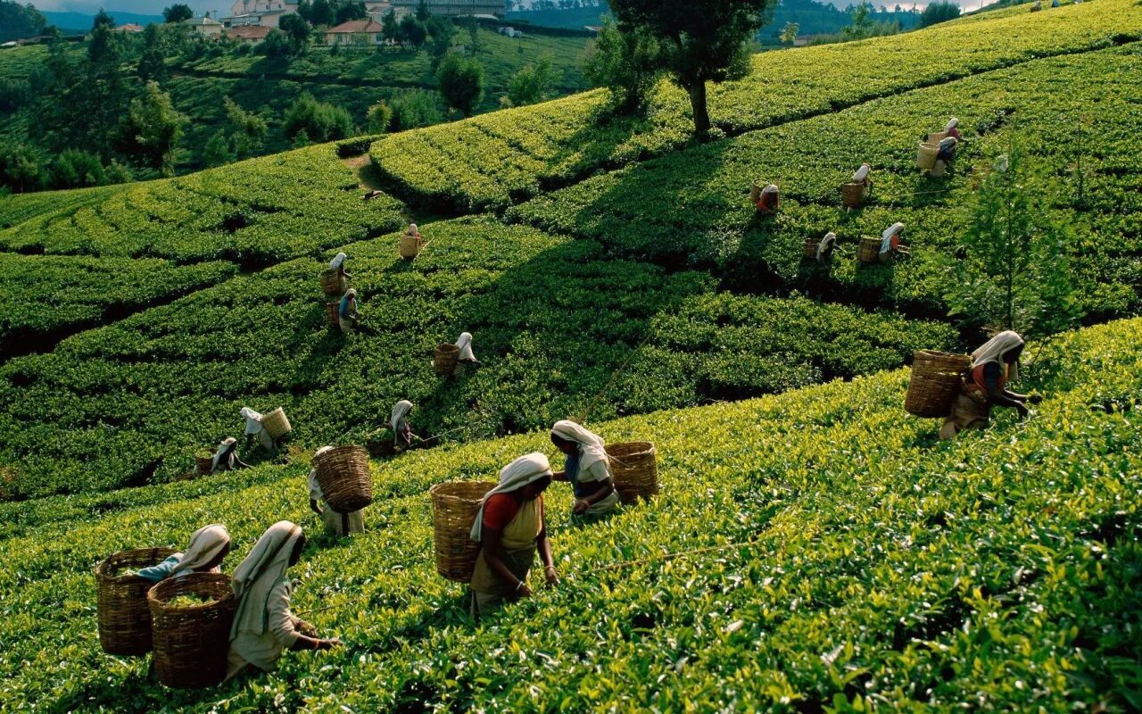 Чайные плантации в Индии 19 век. Шри Ланка чайные плантации. Плантации чая в Индии 19 век. Чайные плантации Цейлона. Шри ланка специализация