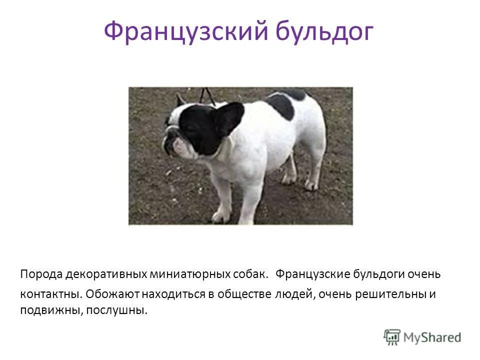 Французский бульдог породы комнатно-декоративных собак. Доклад про французского бульдога. Стандарт французского бульдога ркф. Французский бульдог характеристика. Французский бульдог описание породы и характеристики.