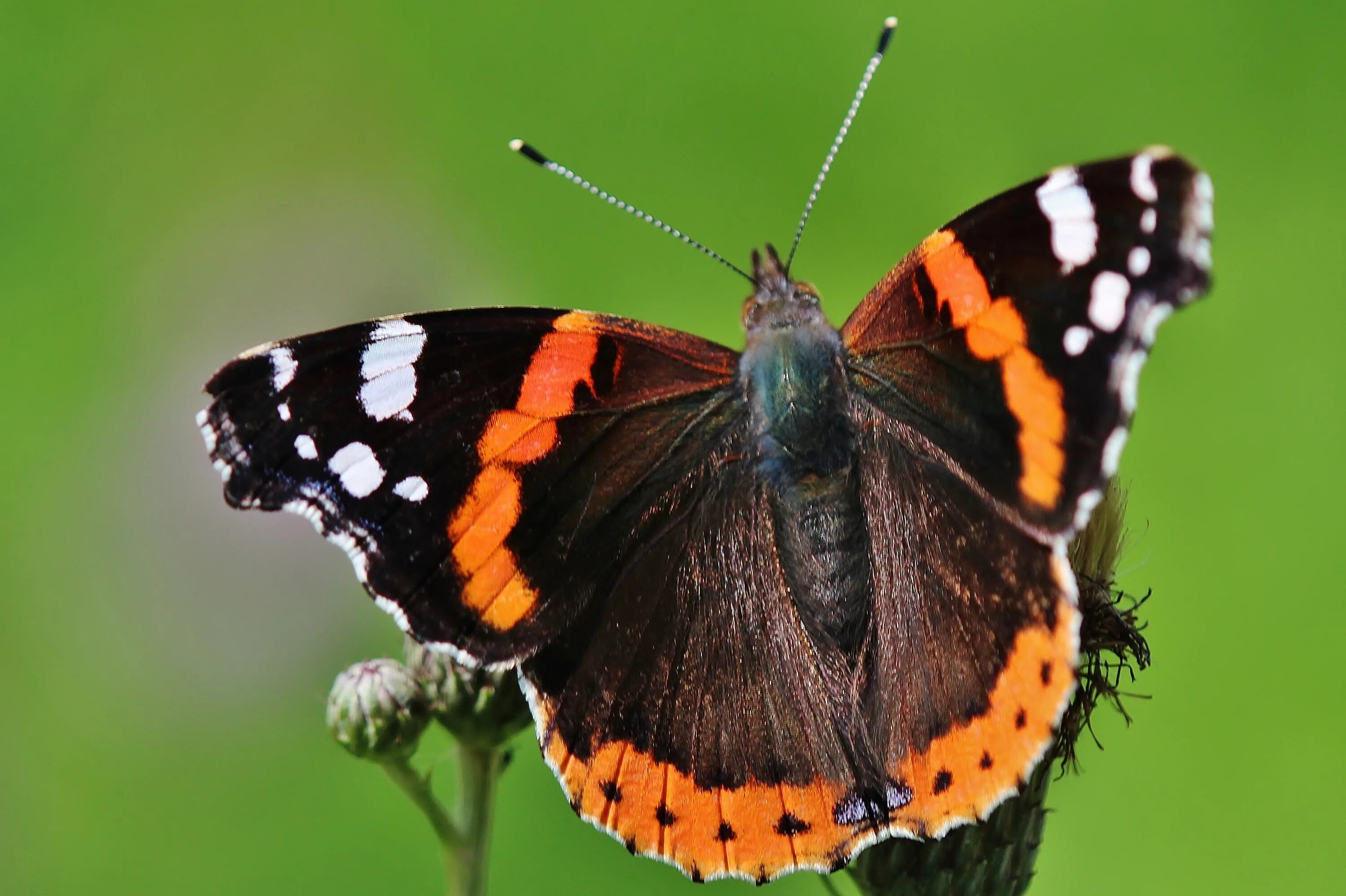 Класс чешуекрылые бабочки. Papillon чешуекрылые. papillon бабочка. представители чешуекрылых крапивница. papillon macro.