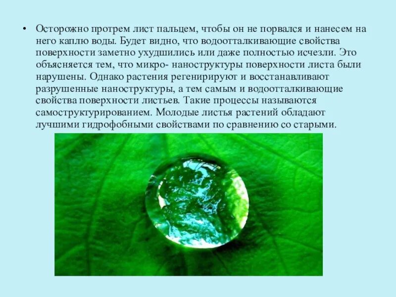 Лист на поверхности воды. Капля на поверхности листа. На поверхности листа растения вода собралась. Капля на водной поверхности физика.