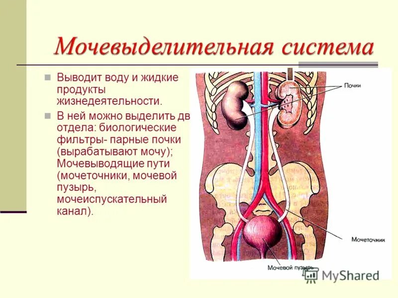 Строение органов мочевой системы. Мочеполовая выделительная система. Функции мочевыводящей системы. Функции мочевыделительной системы человека 8 класс. Выделение строение и функции мочевыделительной системы презентация