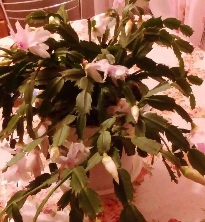 Декабрист шлюмбергера красный. Декабрист цветок семена. Декабрист (шлюмбергера) chelsea. Расселина декабрист. Разновидность декабриста фото и название по листьям.