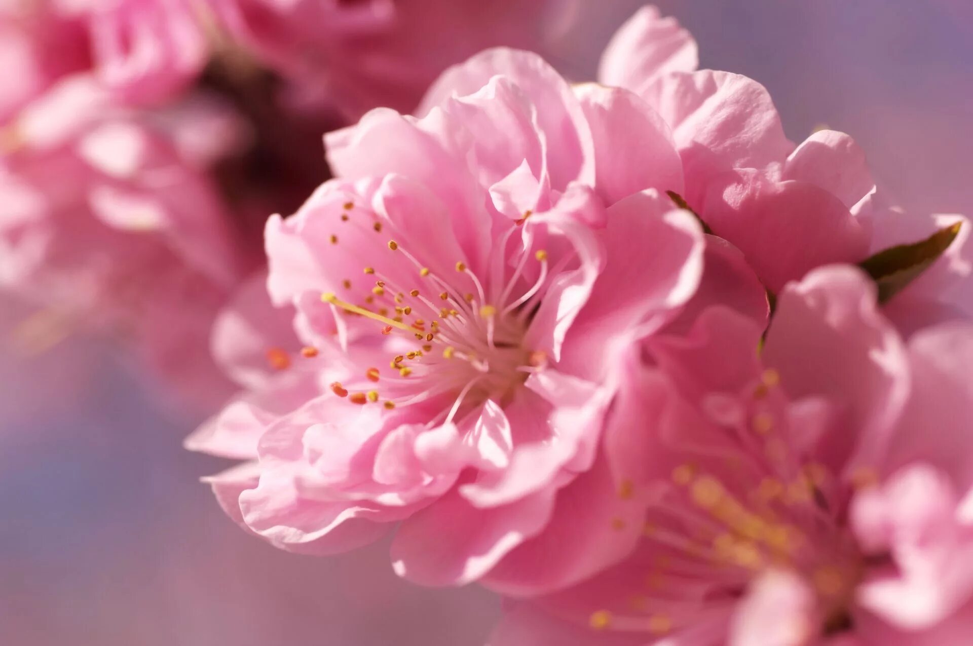 Сакура хорошее качество. Цветы Сакуры Геншин. Курильская Сакура. Сакура розоцветковая. Розовые цветы.