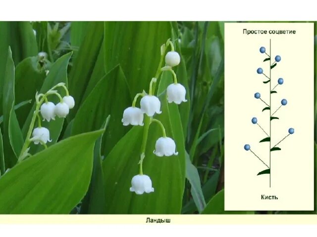 цветки характерны для