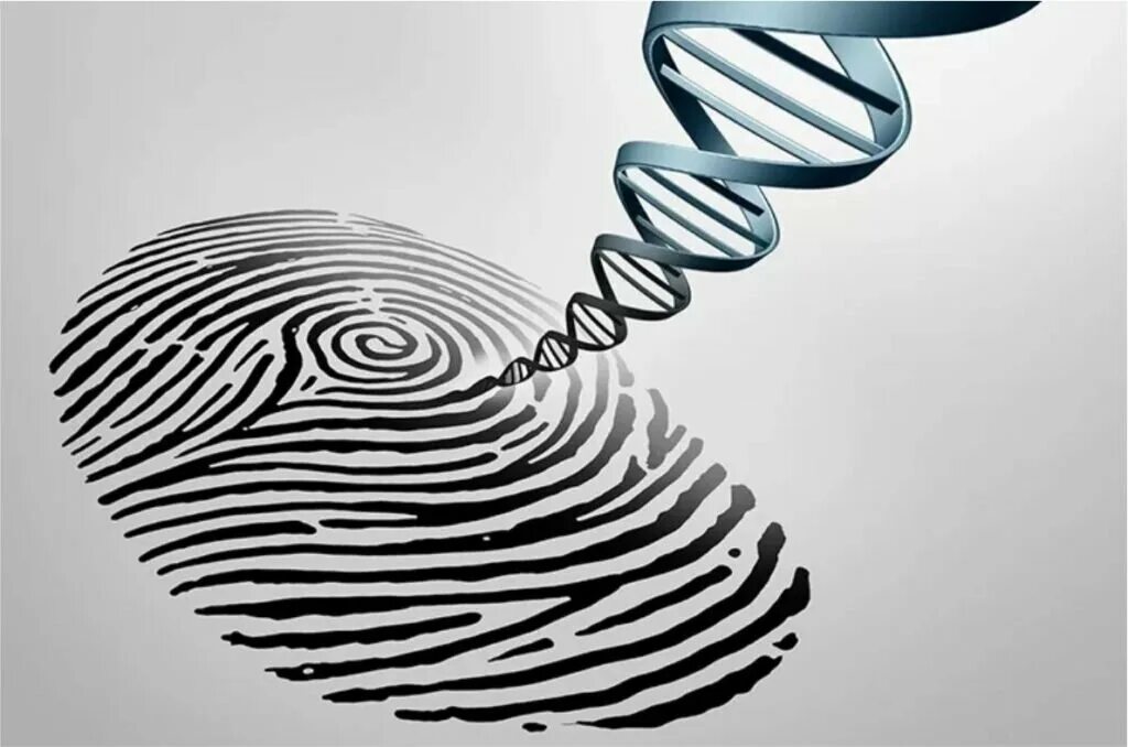 Метод днк идентификации. ДНК дактилоскопия. Геномная дактилоскопия в криминалистике. ДНК фингерпринтинг криминалистика. Дактилоскопия генетика.