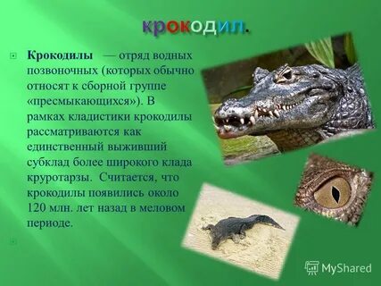 Крокодил это пресмыкающееся