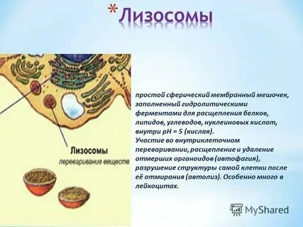 Функции лизосомы в животной клетке кратко
