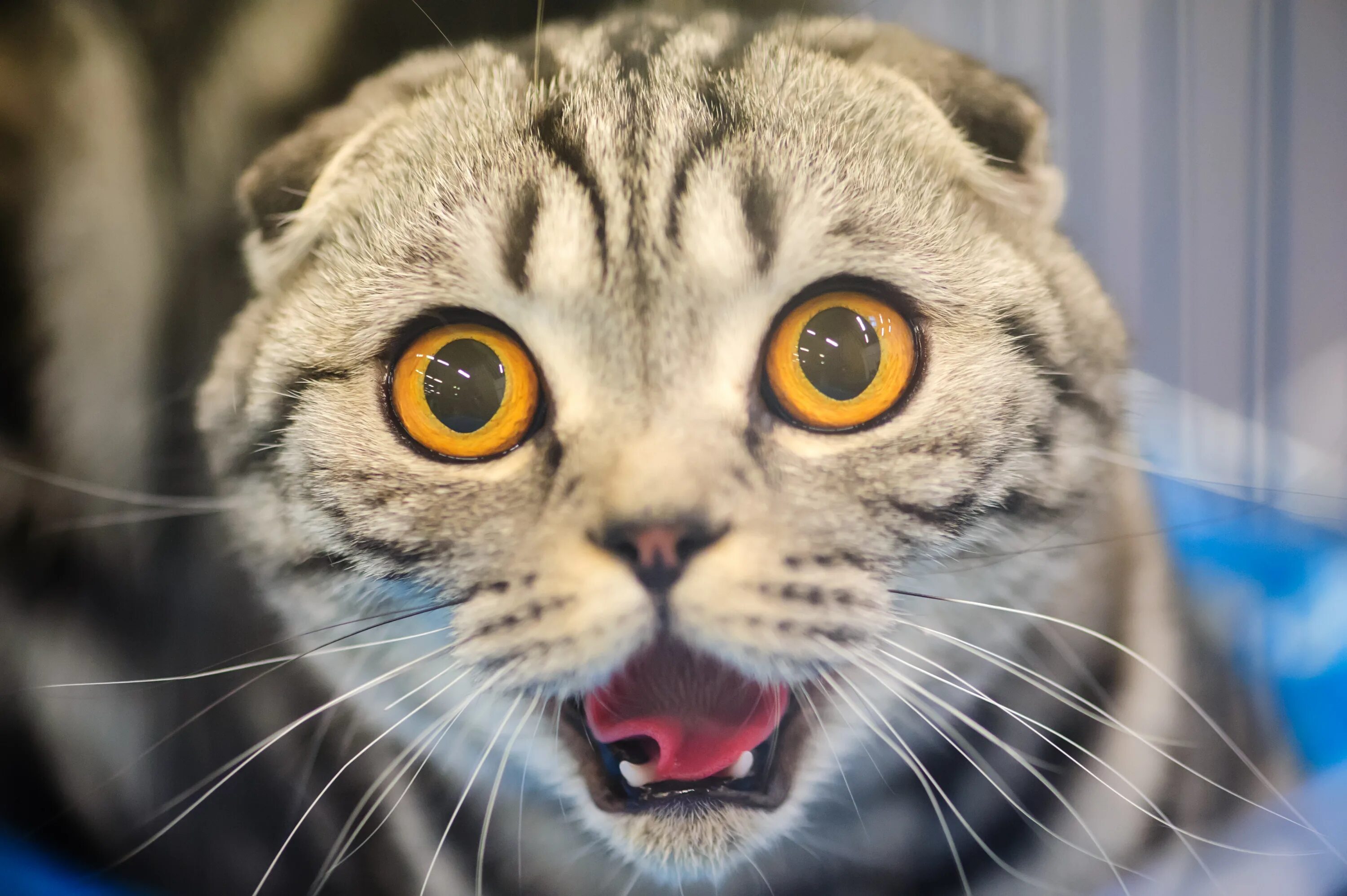 Шотландская вислоухая кошка удивлена. Удивленный кот. Испуганный кот. Морда кошки. Кошечки приколы
