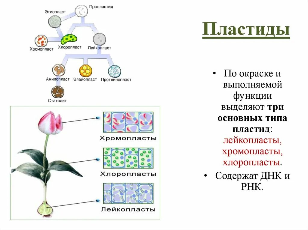 Пластиды хлоропласт хромопласт лейкопласт. Пластиды хромопласты функции. Пластиды хлоропласты хромопласты лейкопласты. Три основных типа пластид. Хлоропласты хромопласты лейкопласты.