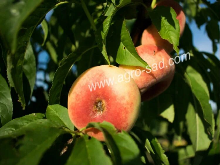 Персик инжирный свит ринг. Персик инжирный уфо. Инжирный персик дерево. Персик уфо 3. Карла персик.