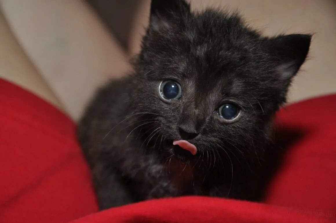 Фото настоящего котенка