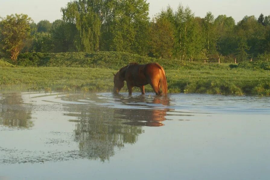 Лошадь у пруда. Лошадь у водоема. Пруд лошадиный. Порода лошади на водоеме.
