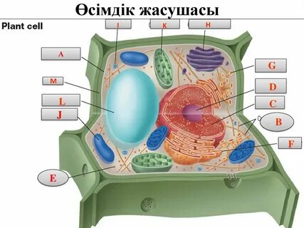 Жануар жасушасында жиналады