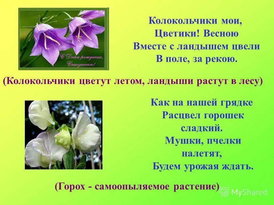 колокольчик разбор. колокольчики мои толстой. колокольчик луговой. колокольчик разбор. кампанула синий колокольчик.