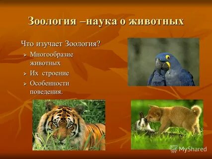Зоология наука о животных видеоурок