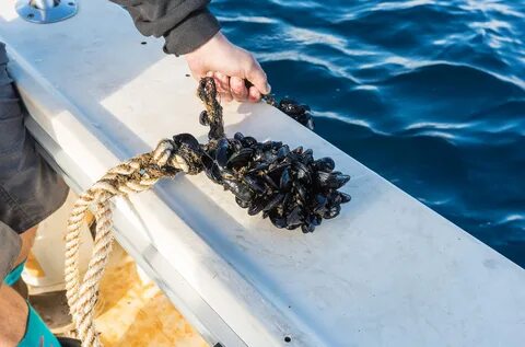 Продолжение морских