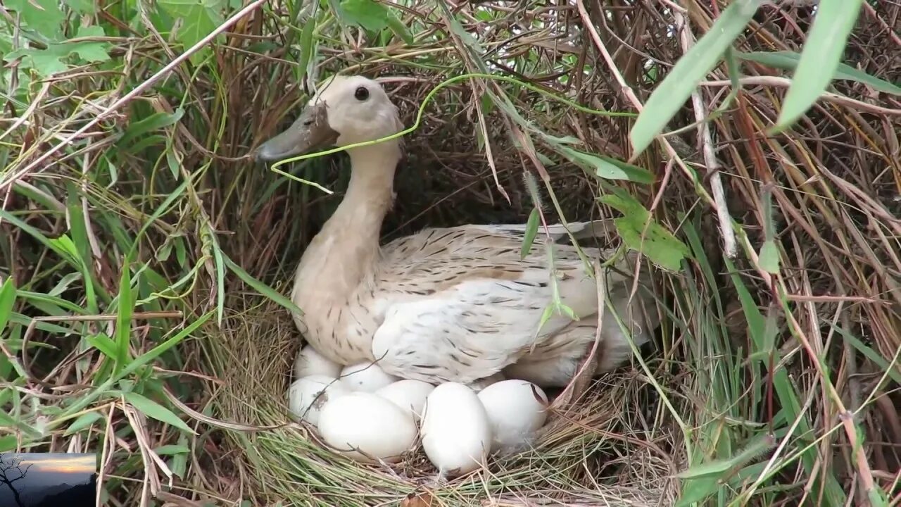 Птицы свили гнездо в гнездо. Охотники сразу заметили гнезда диких уток. Охота с подсадной уткой весной на селезня. Гнездо утки кряквы. Гнездо кряквы.
