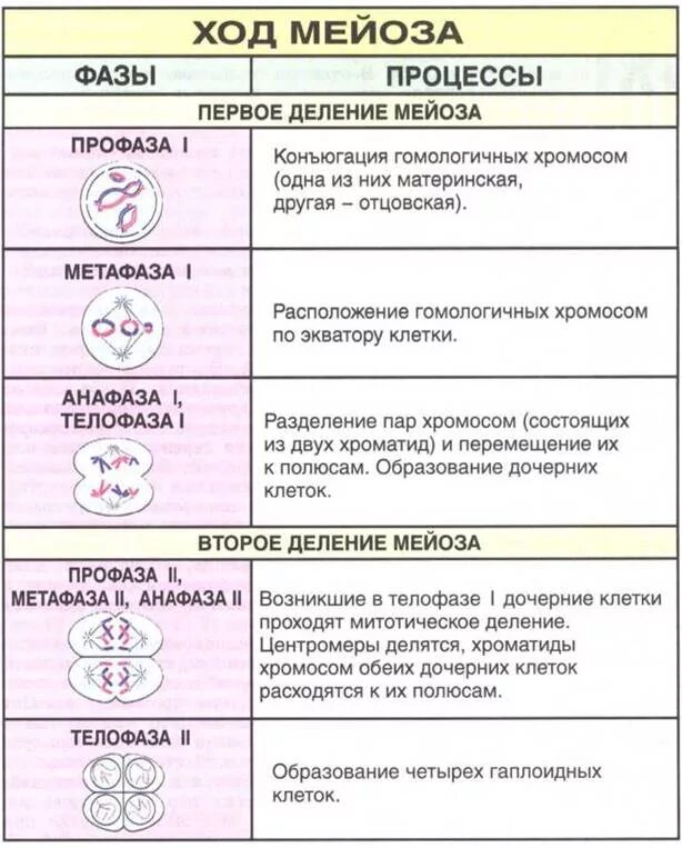 Ход мейоза фазы и процессы. Фазы мейоза 1 деление таблица. Мейоз таблица по фазам с рисунками. Фазы мейоза таблица 1 деление 2 деление. Спорообразование мейоз