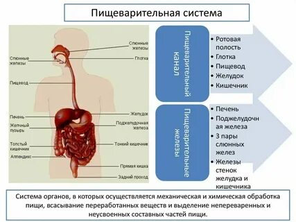 Органы образующие пищеварительный канал