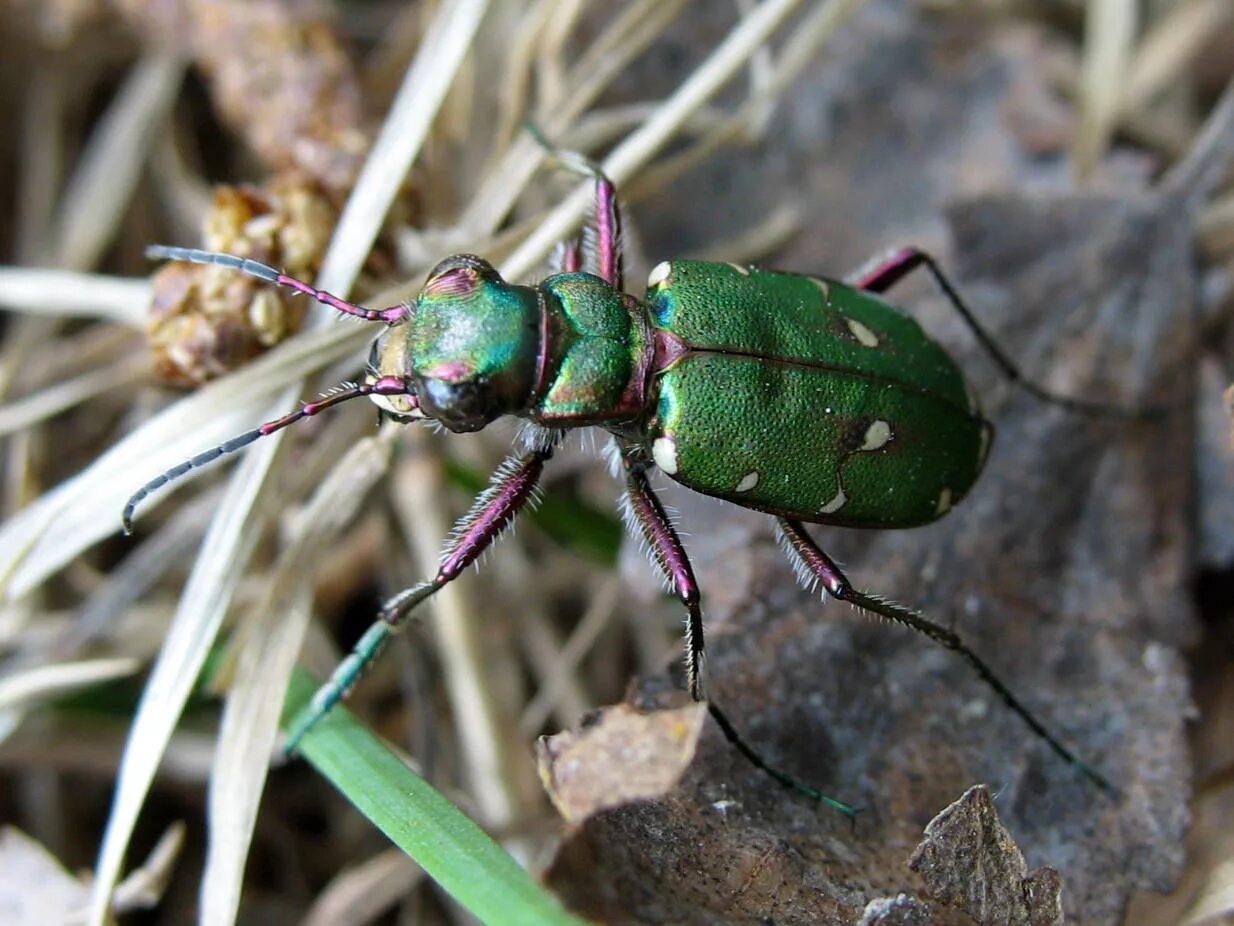 Скакун полевой Cicindela Campestris. Жук зеленый скакун. Жук скакун полевой зеленый. Жук наземник.