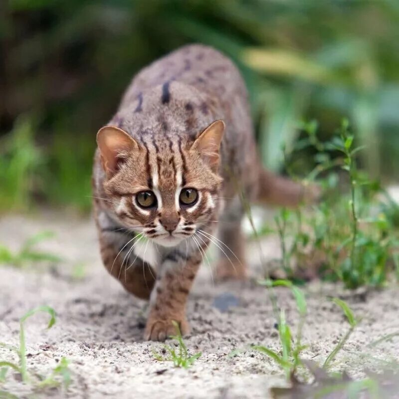 Prionailurus rubiginosus. Рыжая пятнистая кошка Prionailurus rubiginosus. Южно Африканская черноногая кошка. Ржавая кошка. Самый маленький хищник 5